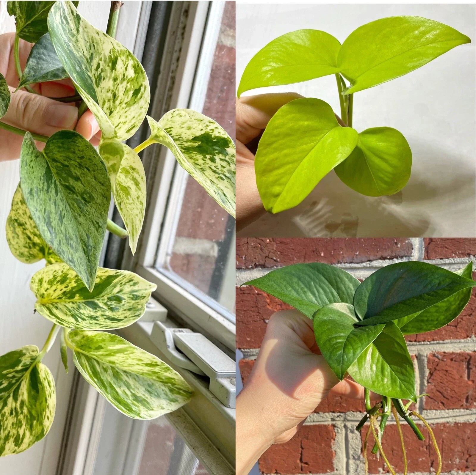 Pothos Cuttings Combo Set 6 - 2 Marble Queen, 2 Lemon Neon, 2 Jade Green - Epipremnum aureum Indoor Plant