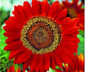 Red Sun Sunflower 50 Seeds - Branching Cut Flowers for Summer Garden, Native Plant, Easy to Grow