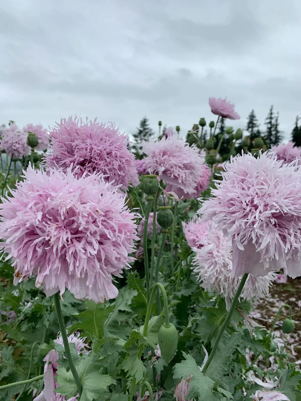 Lilac Pompon Poppy Seeds - 200+ Pack for Garden Planting - Papaver somniferum - USA Grown, Free Shipping