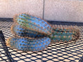 Pilosocereus Flexibilispinus Cactus Cutting 10" - Unique Blue Green Stem Succulent Plant for Propagation