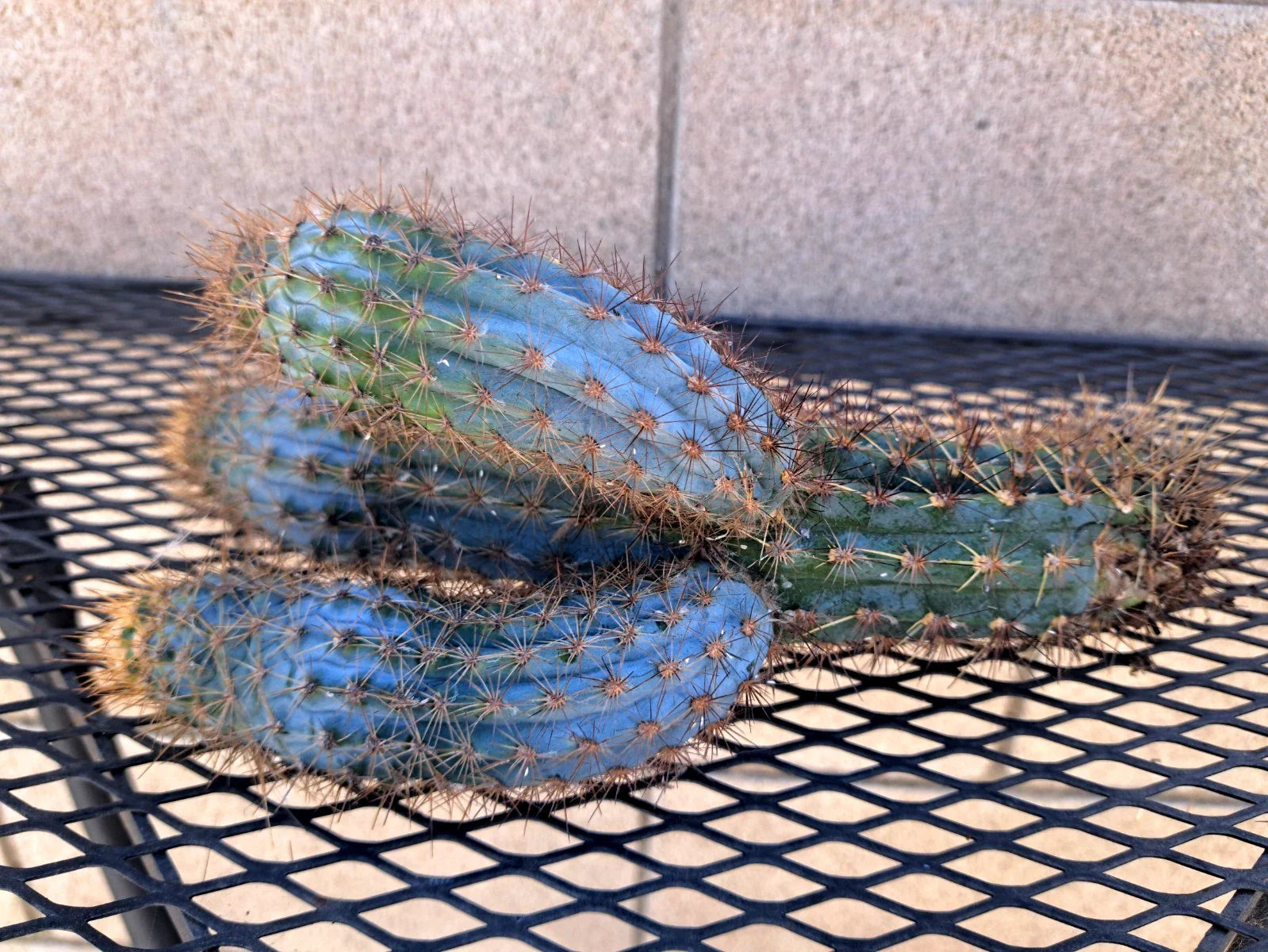 Pilosocereus Flexibilispinus Cactus Cutting 10" - Unique Blue Green Stem Succulent Plant for Propagation
