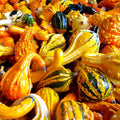Large Ornamental Gourd Seeds | Mix of Decorative Fall Squash | Perfect for Autumn & Winter | 2025 Harvest