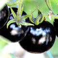 European Black Cherry Tomato Seeds - 75+ Heirloom, Non-GMO, Sweet & Tasty, Rare Variety - Perfect for Gardeners