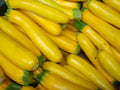 Golden Zucchini Squash Seeds 25 Ct Non-GMO Summer Vegetable Cucurbita pepo