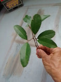 Texas Florida Live Oak Tree Plants - 6-12" Evergreen - 4 Rooted Strong Saplings (Quercus virginiana)
