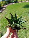 Haworthia Limifolia Succulent 2" Pot - Fairy Washboard - Haworthiopsis Plant - Rooted Greenhouse Grown