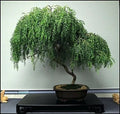 Bonsai Tree Cutting - Large Dwarf Weeping Willow - Thick Trunk - Salix babylonica