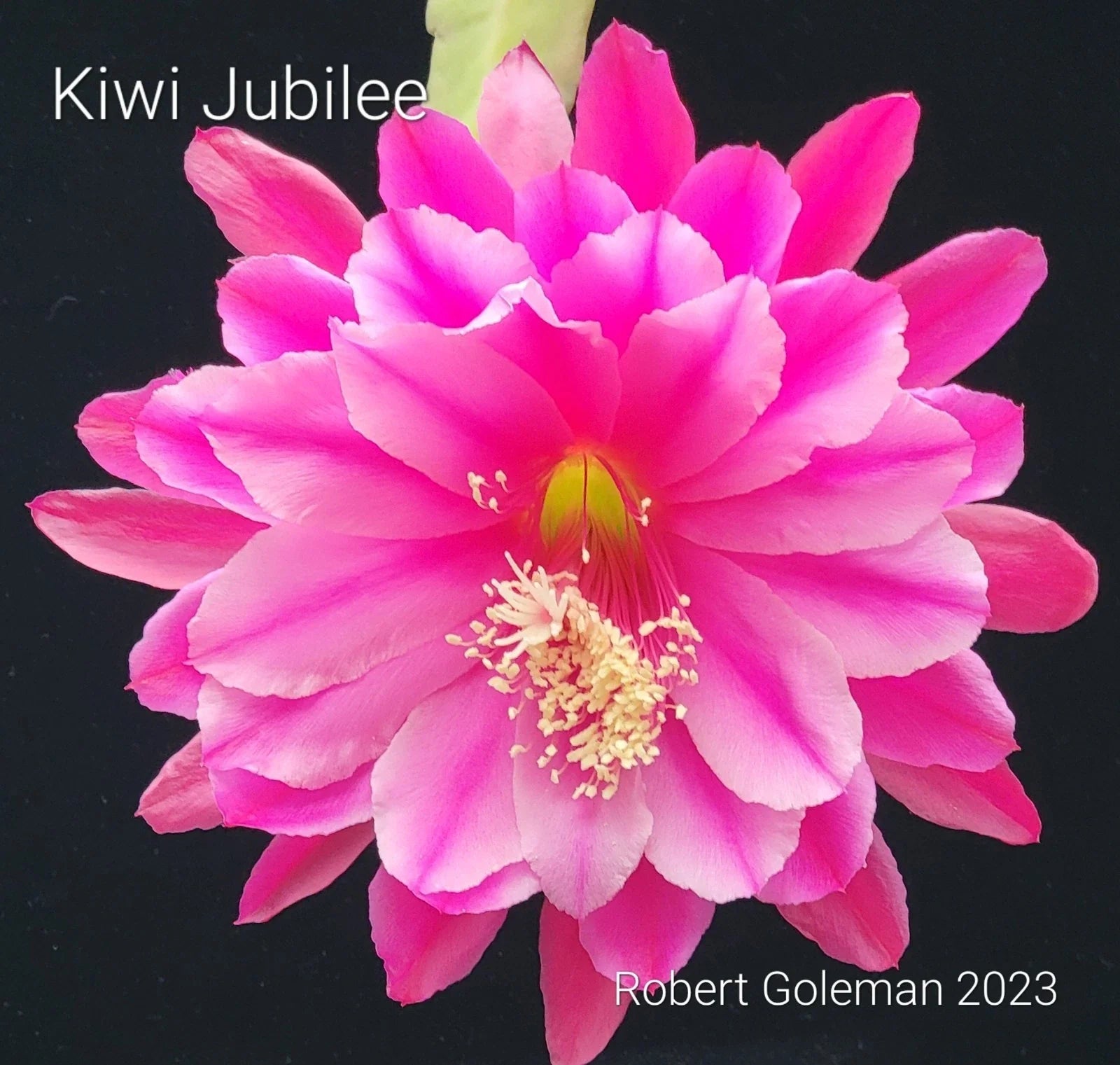 Unrooted Cutting Epiphyllum 'Kiwi Jubilee' - Rare Orchid Cactus - Tropical Houseplant Cutting