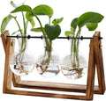 Terrarium Planter with Wooden Stand, Clear Air Planter Bulb, Green XXXFLOWER Plant - Ideal for Home Decor and Indoor Gardening
