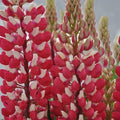 Red White Lupine Seeds - 25 Perennial Flower Seeds - Hardy Flowering Plant - Lupinus polyphyllus
