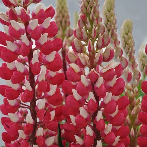 Red White Lupine Seeds - 25 Perennial Flower Seeds - Hardy Flowering Plant - Lupinus polyphyllus