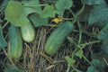 Cucumber Seeds 100g Calypso Pickling Cucumbers Cucumis sativus Fresh Organic Seed