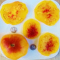Gold Medal Bi-colored Fresh Seeds - +25 Pack - Great for Gardening - High-Quality Seed Variety