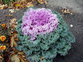 Ornamental Kale Seeds - Kamome Pink - 40 Fresh Seeds - Brassica oleracea
