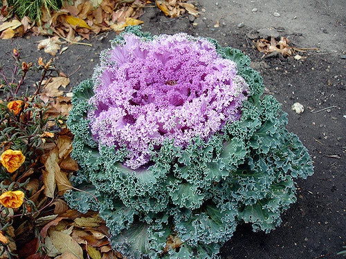 Ornamental Kale Seeds - Kamome Pink - 40 Fresh Seeds - Brassica oleracea