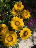 Gazania Rigens Plant - Vibrant Yellow Flowering Perennial - Drought-Resistant Ground Cover