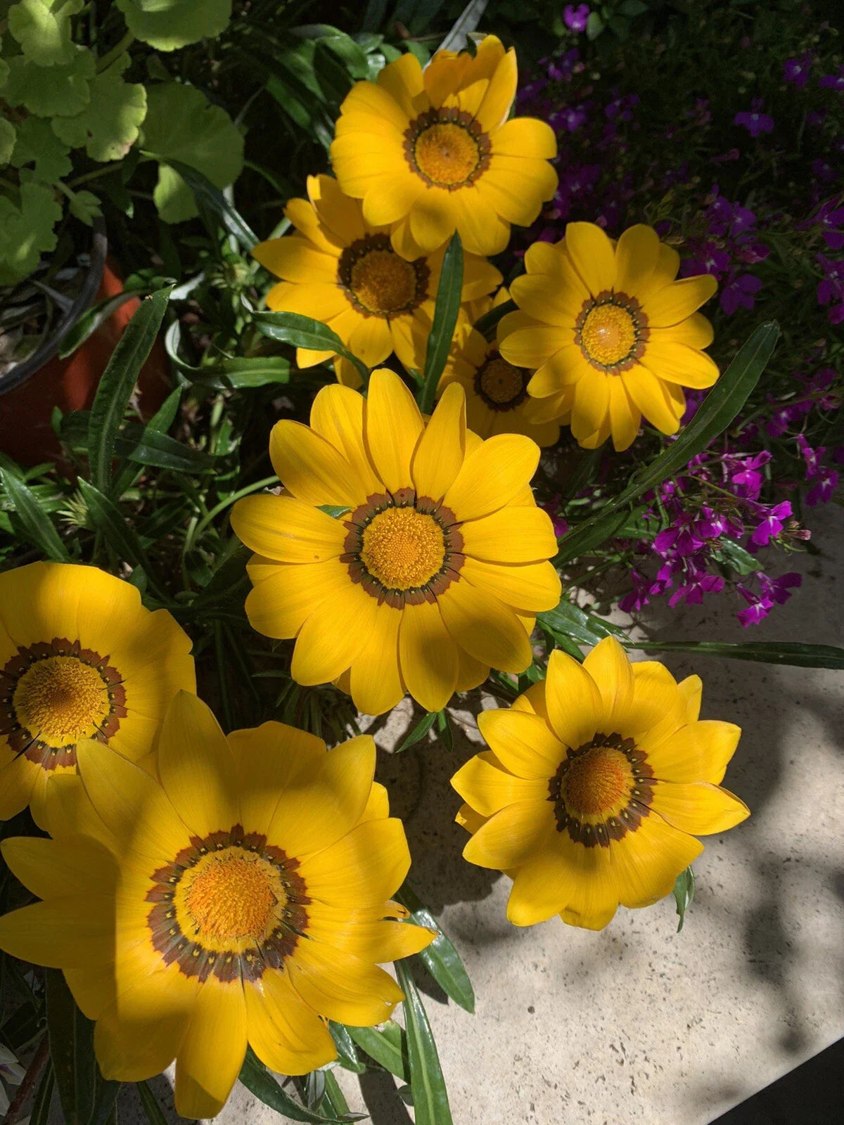 Gazania Rigens Plant - Vibrant Yellow Flowering Perennial - Drought-Resistant Ground Cover