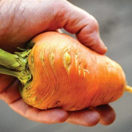Oxheart Carrot Seeds - 1000+ Count - Heirloom Variety - Daucus carota - USA Grown, Free Shipping