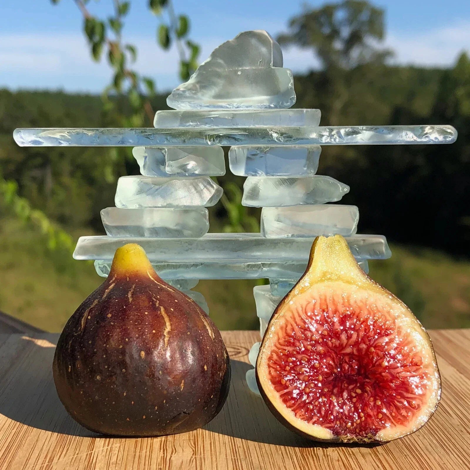 Black Madeira Fig Seeds - 100+ Count for Garden Planting - Ficus carica - USA Grown - Free Shipping