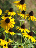 Coneflower Seeds - 2200 Seeds - Clasping Leaf Yellow - Echinacea Tenuifolia - USA - Buy Any 15 - Ships Free