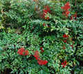Nandina Domestica Live Plants - Heavenly Bamboo Shrub Seedlings 3"-6" - Ornamental Garden Plants