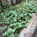 Creeping Golden Raspberry Live Plant - Formosan Variety, Evergreen Fruiting Ground Cover, Uncommon Berry Plant - Rubus pentalobus