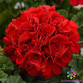 Presto Dark Red Geranium Seeds - 25+ Pack for Garden Planting - Pelargonium hortorum - USA