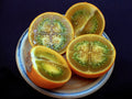 Organic Lulo Orange Tree Seeds - 20 Pack - Solanum quitoense - Tropical Fruit Seeds - Free Shipping