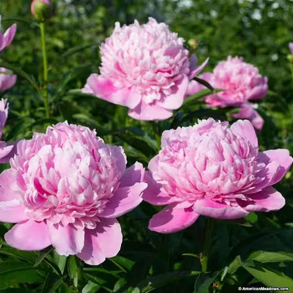 Peony Plant BareRoot Pink Double Sarah Bernhardt Perennial Flower (Paeonia lactiflora)