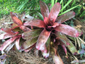 Neoregelia Bromeliad Plant - Rose Green Variety - Climbing, Clustering, Stoloniferous - Indoor/Outdoor Foliage