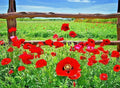 Red Corn Poppy Flower Seeds - 2001+ Native Wildflower for Garden or Container - Papaver rhoeas
