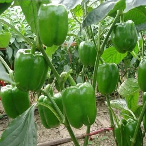 Green Bell Pepper Seeds 100+ "Emerald Giant" Sweet Pepper Non-GMO - Capsicum annuum