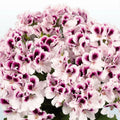 White Purple Geranium Seeds - 10 Perennial Flower Seeds for Garden - Geranium spp. - US Seller