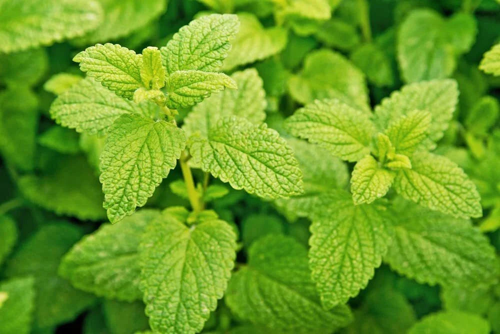 Lemon Balm Seeds - Melissa officinalis - Easy-to-Grow Garden Herb for Planting - Aromatic Culinary Herb