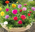 Moss Rose Seeds - Portulaca Grandiflora - Colorful Flowers for Bonsai Garden - Easy to Grow, Drought Tolerant