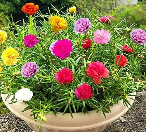 Moss Rose Seeds - Portulaca Grandiflora - Colorful Flowers for Bonsai Garden - Easy to Grow, Drought Tolerant