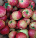 Honeycrisp Apple Tree Seedling - 24-36" Bareroot Live Plant - Malus domestica - Perfect Gift for Gardeners