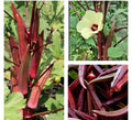 Red Burgundy Okra Seeds - 30+ Non-GMO Heirloom Seeds - Abelmoschus esculentus