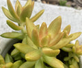 Sedum Adolphii Live Succulent Plant Cutting in 2" Pot - Golden Sedum, Easy Care Houseplant, Drought Tolerant