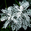 Dusty Miller Seeds - Fuzzy Silver White Leaf - Senecio Cineraria - Ideal for 2025 Planting