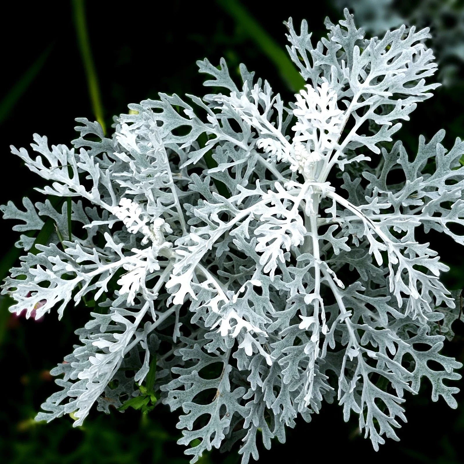 Dusty Miller Seeds - Fuzzy Silver White Leaf - Senecio Cineraria - Ideal for 2025 Planting