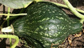 Green Hubbard Winter Squash Seeds 15+ Pack - Heirloom Vegetable Garden Seeds - Cucurbita maxima
