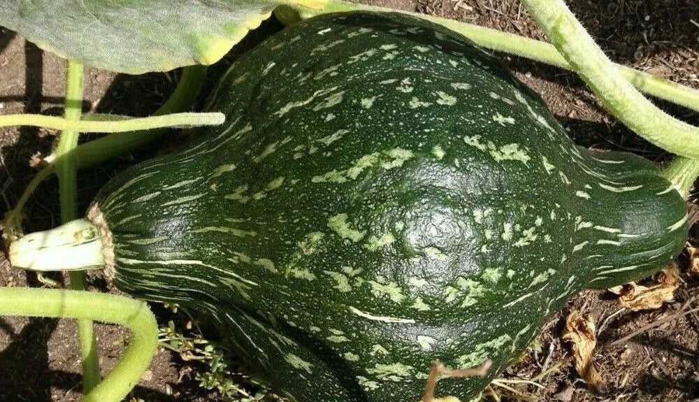 Green Hubbard Winter Squash Seeds 15+ Pack - Heirloom Vegetable Garden Seeds - Cucurbita maxima
