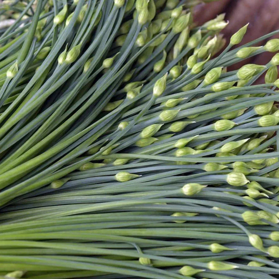 Chinese Garlic Chives Seeds - 500+ Count - Dah Yeh Broad Leaf - Allium tuberosum for 2025 Planting