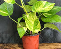 Golden Pothos Live Plant Cuttings 5 Rooted 4"-6" Indoor/Outdoor Epipremnum aureum