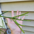 Rhipsalis Pittieri Cuttings - 6" Each - Floccosa Variety - Tropical Cactus Succulent