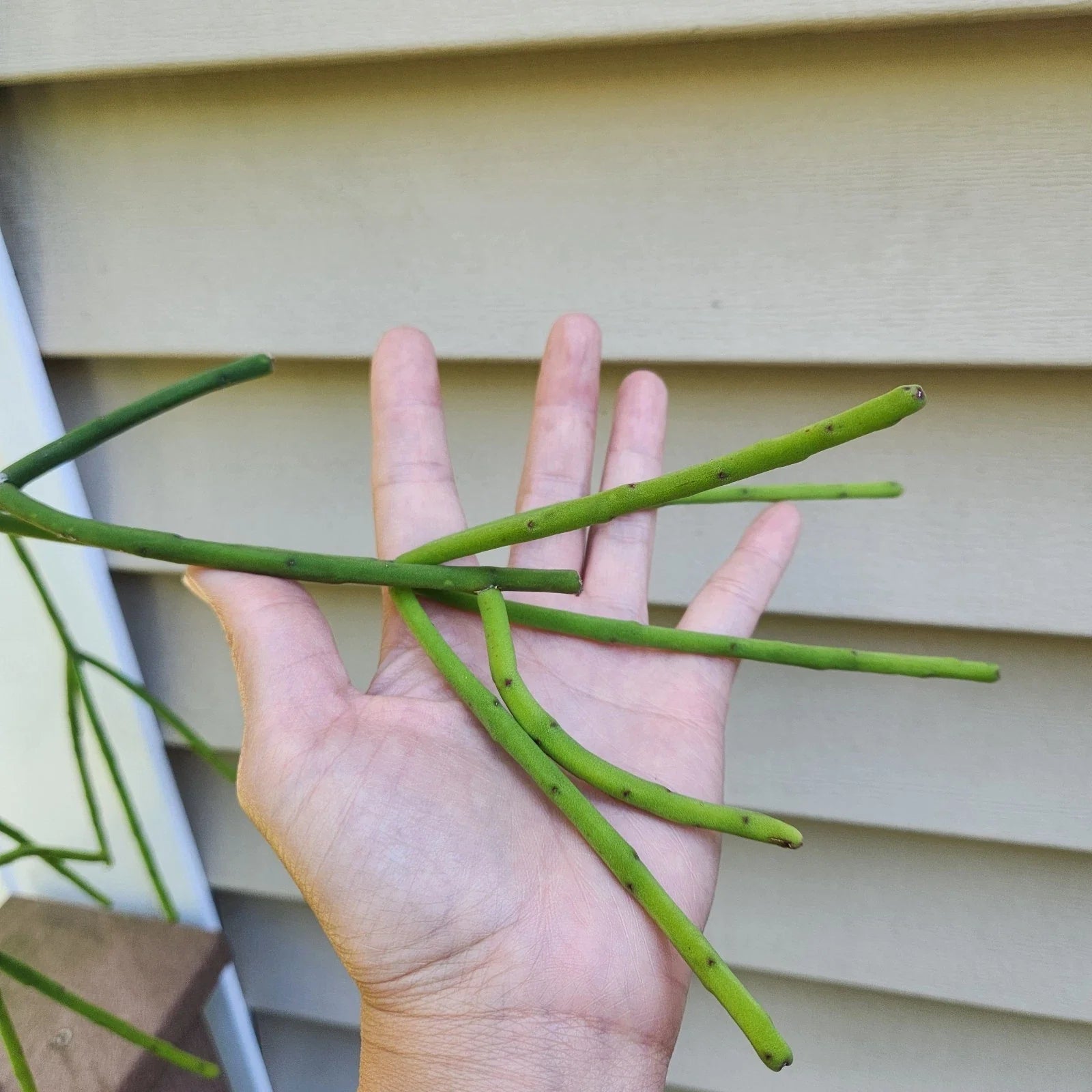 Rhipsalis Pittieri Cuttings - 6" Each - Floccosa Variety - Tropical Cactus Succulent
