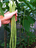 Long Bean Seeds - 120+ Yards - Asian Chinese Heirloom - NON GMO - Fresh Seed Pack