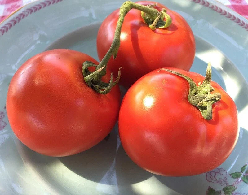 Homestead Tomato Seeds, 50 Heirloom NON-GMO Seeds, Solanum lycopersicum, Free Shipping