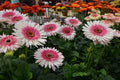 Everglades Gerbera Daisy Seeds - 200+ Pack for Garden Planting - Gerbera jamesonii - USA Grown
